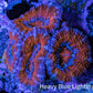 Ultra Acan Coral - Micromussa Lordhowensis - Acan Frag WYSIWYG B4R3B1 Ultra Acan Coral - Micromussa Lordhowensis - Acan Frag WYSIWYG B4R3B1 LPS Coral Ultra Acan Coral - Micromussa Lordhowensis - Acan Frag WYSIWYG B4R3B1 Zeo Box Reef