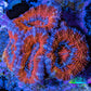 Ultra Acan Coral - Micromussa Lordhowensis - Acan Frag WYSIWYG B4R3B1 Ultra Acan Coral - Micromussa Lordhowensis - Acan Frag WYSIWYG B4R3B1 LPS Coral Ultra Acan Coral - Micromussa Lordhowensis - Acan Frag WYSIWYG B4R3B1 Zeo Box Reef