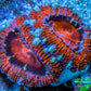 Ultra Acan Coral - Micromussa Lordhowensis - Acan Frag WYSIWYG B4R3B1 Ultra Acan Coral - Micromussa Lordhowensis - Acan Frag WYSIWYG B4R3B1 LPS Coral Ultra Acan Coral - Micromussa Lordhowensis - Acan Frag WYSIWYG B4R3B1 Zeo Box Reef