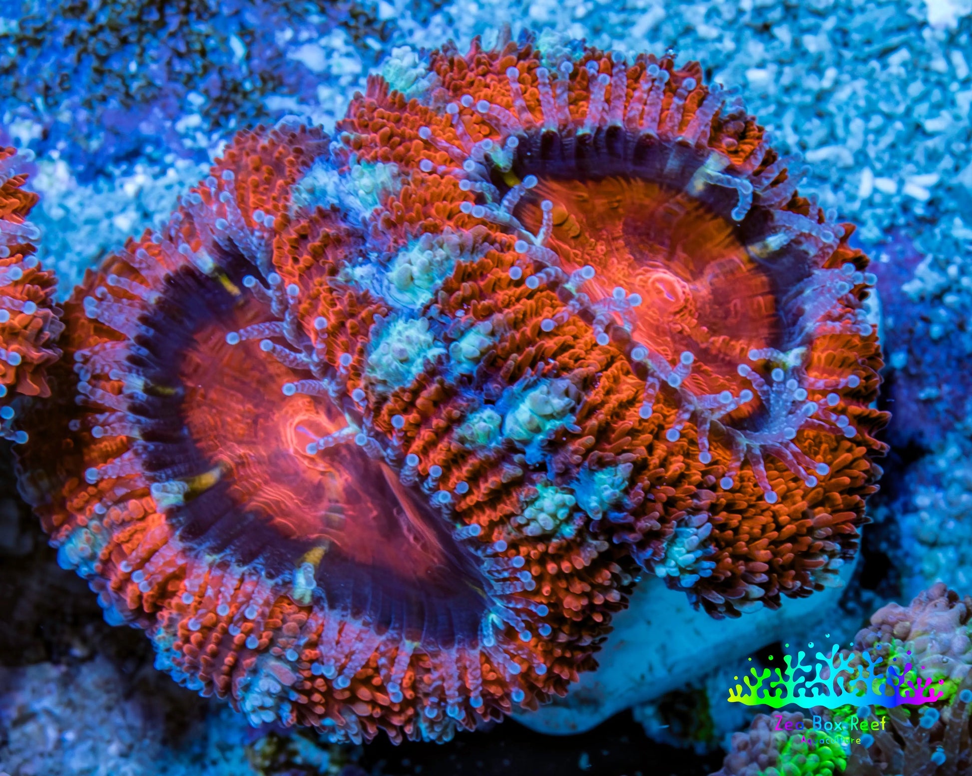Ultra Acan Coral - Micromussa Lordhowensis - Acan Frag WYSIWYG B4R3B1 Ultra Acan Coral - Micromussa Lordhowensis - Acan Frag WYSIWYG B4R3B1 LPS Coral Ultra Acan Coral - Micromussa Lordhowensis - Acan Frag WYSIWYG B4R3B1 Zeo Box Reef