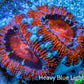 Ultra Acan Coral - Micromussa Lordhowensis - Acan Frag WYSIWYG B4R3B1 Ultra Acan Coral - Micromussa Lordhowensis - Acan Frag WYSIWYG B4R3B1 LPS Coral Ultra Acan Coral - Micromussa Lordhowensis - Acan Frag WYSIWYG B4R3B1 Zeo Box Reef