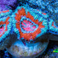 Ultra Acan Coral - Micromussa Lordhowensis - Acan Frag WYSIWYG B4R3B1 Ultra Acan Coral - Micromussa Lordhowensis - Acan Frag WYSIWYG B4R3B1 LPS Coral Ultra Acan Coral - Micromussa Lordhowensis - Acan Frag WYSIWYG B4R3B1 Zeo Box Reef