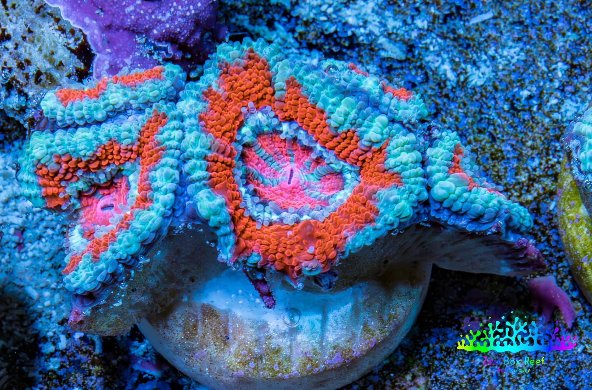 Ultra Acan Coral - Micromussa Lordhowensis - Acan Frag WYSIWYG B4R3B1 Ultra Acan Coral - Micromussa Lordhowensis - Acan Frag WYSIWYG B4R3B1 LPS Coral Ultra Acan Coral - Micromussa Lordhowensis - Acan Frag WYSIWYG B4R3B1 Zeo Box Reef