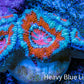 Ultra Acan Coral - Micromussa Lordhowensis - Acan Frag WYSIWYG B4R3B1 Ultra Acan Coral - Micromussa Lordhowensis - Acan Frag WYSIWYG B4R3B1 LPS Coral Ultra Acan Coral - Micromussa Lordhowensis - Acan Frag WYSIWYG B4R3B1 Zeo Box Reef