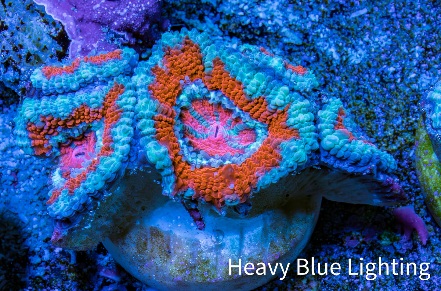Ultra Acan Coral - Micromussa Lordhowensis - Acan Frag WYSIWYG B4R3B1 Ultra Acan Coral - Micromussa Lordhowensis - Acan Frag WYSIWYG B4R3B1 LPS Coral Ultra Acan Coral - Micromussa Lordhowensis - Acan Frag WYSIWYG B4R3B1 Zeo Box Reef