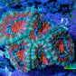 Ultra Acan Coral - Micromussa Lordhowensis - Acan Frag WYSIWYG B5R2B1 Ultra Acan Coral - Micromussa Lordhowensis - Acan Frag WYSIWYG B5R2B1 LPS Coral Ultra Acan Coral - Micromussa Lordhowensis - Acan Frag WYSIWYG B5R2B1 Zeo Box Reef