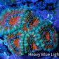 Ultra Acan Coral - Micromussa Lordhowensis - Acan Frag WYSIWYG B5R2B1 Ultra Acan Coral - Micromussa Lordhowensis - Acan Frag WYSIWYG B5R2B1 LPS Coral Ultra Acan Coral - Micromussa Lordhowensis - Acan Frag WYSIWYG B5R2B1 Zeo Box Reef