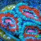 Ultra Acan Coral - Micromussa Lordhowensis - Acan Frag WYSIWYG B5R3B1 Ultra Acan Coral - Micromussa Lordhowensis - Acan Frag WYSIWYG B5R3B1 LPS Coral Ultra Acan Coral - Micromussa Lordhowensis - Acan Frag WYSIWYG B5R3B1 Zeo Box Reef