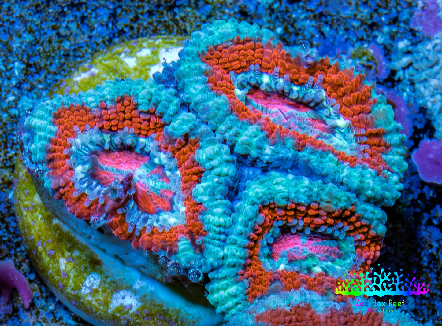 Ultra Acan Coral - Micromussa Lordhowensis - Acan Frag WYSIWYG B5R3B1 Ultra Acan Coral - Micromussa Lordhowensis - Acan Frag WYSIWYG B5R3B1 LPS Coral Ultra Acan Coral - Micromussa Lordhowensis - Acan Frag WYSIWYG B5R3B1 Zeo Box Reef