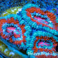 Ultra Acan Coral - Micromussa Lordhowensis - Acan Frag WYSIWYG B5R3B1 Ultra Acan Coral - Micromussa Lordhowensis - Acan Frag WYSIWYG B5R3B1 LPS Coral Ultra Acan Coral - Micromussa Lordhowensis - Acan Frag WYSIWYG B5R3B1 Zeo Box Reef