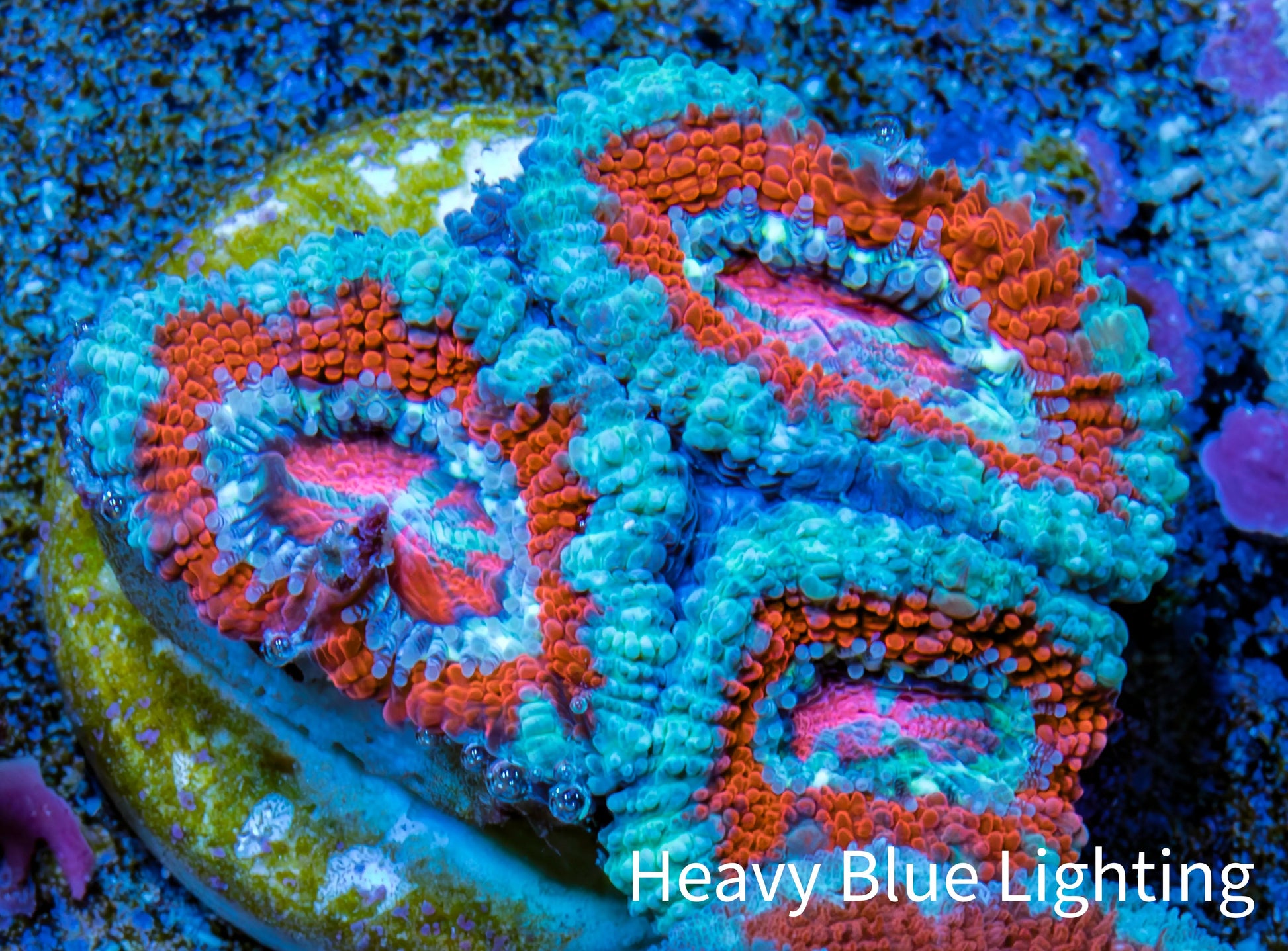 Ultra Acan Coral - Micromussa Lordhowensis - Acan Frag WYSIWYG B5R3B1 Ultra Acan Coral - Micromussa Lordhowensis - Acan Frag WYSIWYG B5R3B1 LPS Coral Ultra Acan Coral - Micromussa Lordhowensis - Acan Frag WYSIWYG B5R3B1 Zeo Box Reef