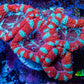 Ultra Acan Coral - Micromussa Lordhowensis - Acan Frag WYSIWYG B6R3B1 Ultra Acan Coral - Micromussa Lordhowensis - Acan Frag WYSIWYG B6R3B1 LPS Coral Ultra Acan Coral - Micromussa Lordhowensis - Acan Frag WYSIWYG B6R3B1 Zeo Box Reef