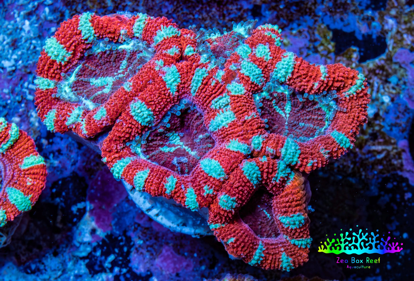 Ultra Acan Coral - Micromussa Lordhowensis - Acan Frag WYSIWYG B6R3B1 Ultra Acan Coral - Micromussa Lordhowensis - Acan Frag WYSIWYG B6R3B1 LPS Coral Ultra Acan Coral - Micromussa Lordhowensis - Acan Frag WYSIWYG B6R3B1 Zeo Box Reef