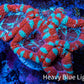 Ultra Acan Coral - Micromussa Lordhowensis - Acan Frag WYSIWYG B6R3B1 Ultra Acan Coral - Micromussa Lordhowensis - Acan Frag WYSIWYG B6R3B1 LPS Coral Ultra Acan Coral - Micromussa Lordhowensis - Acan Frag WYSIWYG B6R3B1 Zeo Box Reef