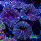 Ultra Acan Coral - Micromussa Lordhowensis - Acan Frag WYSIWYG B9R2B1 Ultra Acan Coral - Micromussa Lordhowensis - Acan Frag WYSIWYG B9R2B1 LPS Coral Ultra Acan Coral - Micromussa Lordhowensis - Acan Frag WYSIWYG B9R2B1 Zeo Box Reef