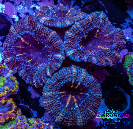 Ultra Acan Coral - Micromussa Lordhowensis - Acan Frag WYSIWYG B9R2B1 Ultra Acan Coral - Micromussa Lordhowensis - Acan Frag WYSIWYG B9R2B1 LPS Coral Ultra Acan Coral - Micromussa Lordhowensis - Acan Frag WYSIWYG B9R2B1 Zeo Box Reef