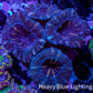 Ultra Acan Coral - Micromussa Lordhowensis - Acan Frag WYSIWYG B9R2B1 Ultra Acan Coral - Micromussa Lordhowensis - Acan Frag WYSIWYG B9R2B1 LPS Coral Ultra Acan Coral - Micromussa Lordhowensis - Acan Frag WYSIWYG B9R2B1 Zeo Box Reef