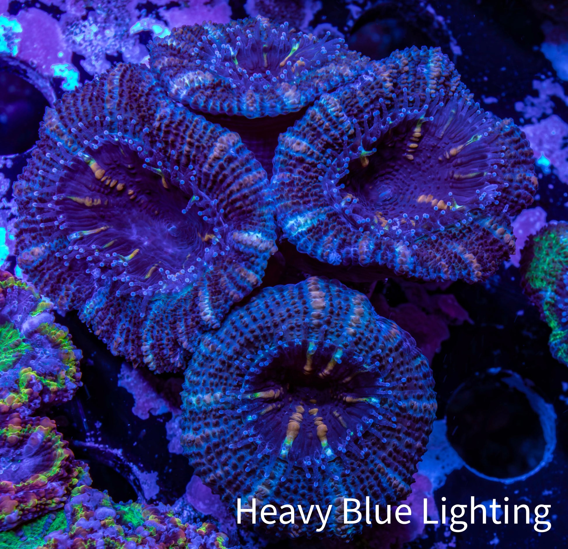 Ultra Acan Coral - Micromussa Lordhowensis - Acan Frag WYSIWYG B9R2B1 Ultra Acan Coral - Micromussa Lordhowensis - Acan Frag WYSIWYG B9R2B1 LPS Coral Ultra Acan Coral - Micromussa Lordhowensis - Acan Frag WYSIWYG B9R2B1 Zeo Box Reef
