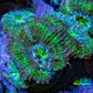 Ultra Acan Coral - Micromussa Lordhowensis - Acan Frag WYSIWYG  C11R3B2 Ultra Acan Coral - Micromussa Lordhowensis - Acan Frag WYSIWYG  C11R3B2 LPS Coral Ultra Acan Coral - Micromussa Lordhowensis - Acan Frag WYSIWYG  C11R3B2 Zeo Box Reef