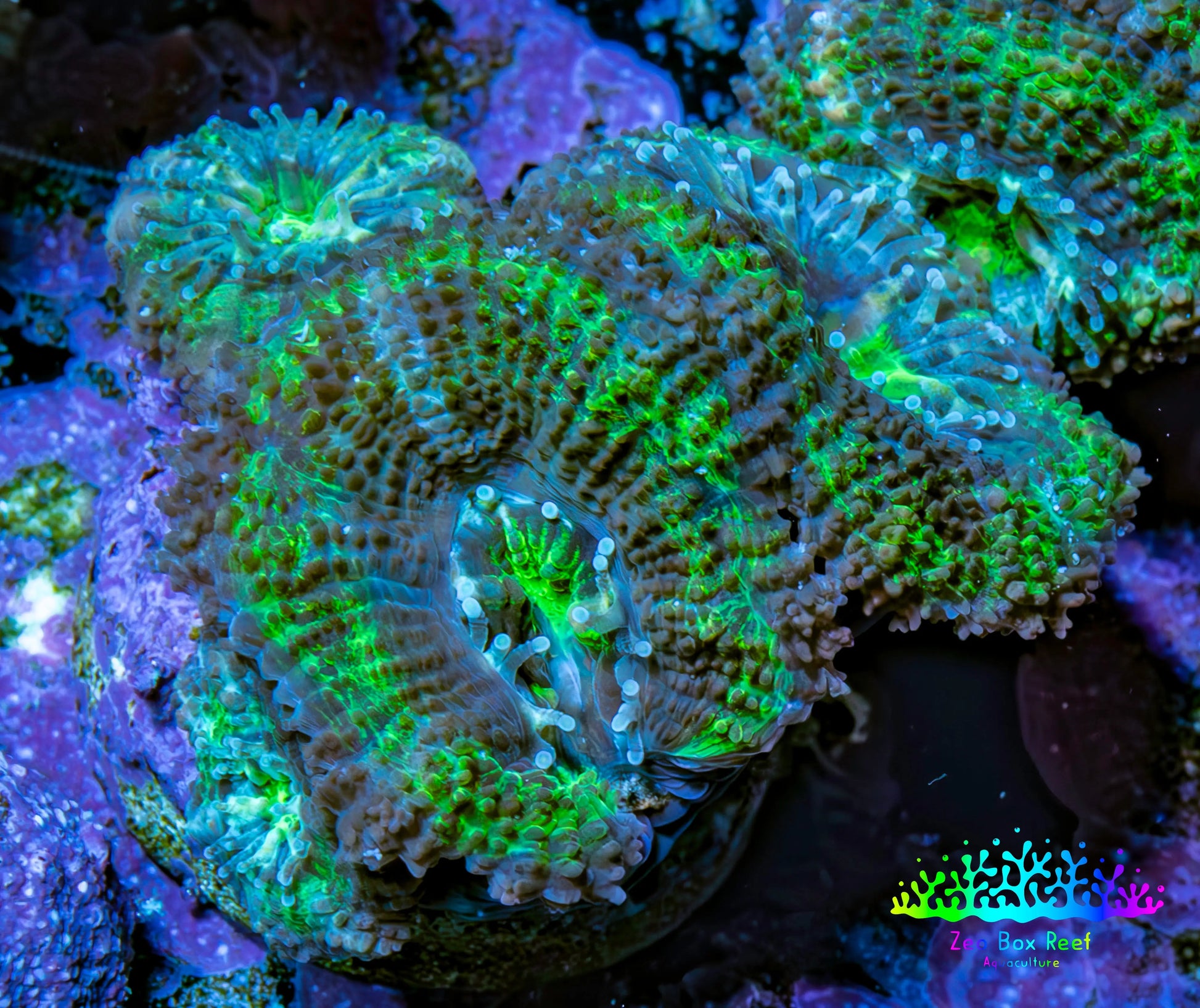 Ultra Acan Coral - Micromussa Lordhowensis - Acan Frag WYSIWYG  C11R3B2 Ultra Acan Coral - Micromussa Lordhowensis - Acan Frag WYSIWYG  C11R3B2 LPS Coral Ultra Acan Coral - Micromussa Lordhowensis - Acan Frag WYSIWYG  C11R3B2 Zeo Box Reef