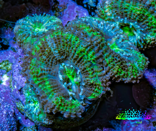 Ultra Acan Coral - Micromussa Lordhowensis - Acan Frag WYSIWYG  C11R3B2 Ultra Acan Coral - Micromussa Lordhowensis - Acan Frag WYSIWYG  C11R3B2 LPS Coral Ultra Acan Coral - Micromussa Lordhowensis - Acan Frag WYSIWYG  C11R3B2 Zeo Box Reef