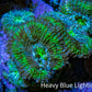Ultra Acan Coral - Micromussa Lordhowensis - Acan Frag WYSIWYG  C11R3B2 Ultra Acan Coral - Micromussa Lordhowensis - Acan Frag WYSIWYG  C11R3B2 LPS Coral Ultra Acan Coral - Micromussa Lordhowensis - Acan Frag WYSIWYG  C11R3B2 Zeo Box Reef