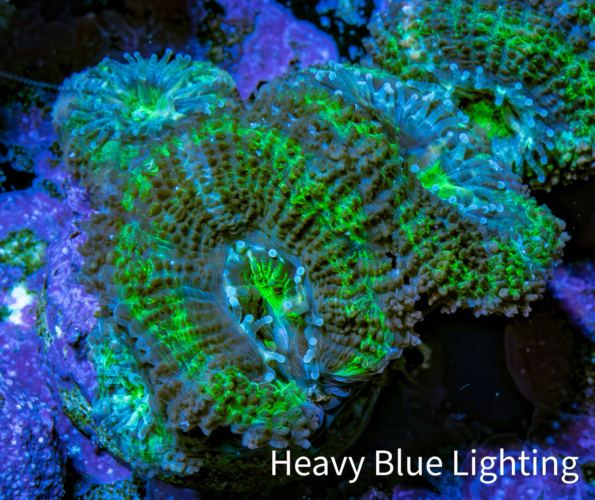 Ultra Acan Coral - Micromussa Lordhowensis - Acan Frag WYSIWYG  C11R3B2 Ultra Acan Coral - Micromussa Lordhowensis - Acan Frag WYSIWYG  C11R3B2 LPS Coral Ultra Acan Coral - Micromussa Lordhowensis - Acan Frag WYSIWYG  C11R3B2 Zeo Box Reef