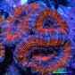 Ultra Acan Coral - Micromussa Lordhowensis - Acan Frag WYSIWYG C1R3B1 Ultra Acan Coral - Micromussa Lordhowensis - Acan Frag WYSIWYG C1R3B1 LPS Coral Ultra Acan Coral - Micromussa Lordhowensis - Acan Frag WYSIWYG C1R3B1 Zeo Box Reef