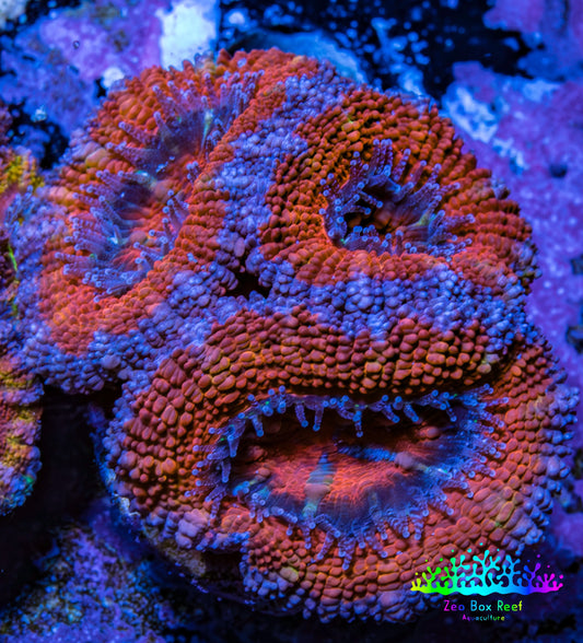 Ultra Acan Coral - Micromussa Lordhowensis - Acan Frag WYSIWYG C1R3B1 Ultra Acan Coral - Micromussa Lordhowensis - Acan Frag WYSIWYG C1R3B1 LPS Coral Ultra Acan Coral - Micromussa Lordhowensis - Acan Frag WYSIWYG C1R3B1 Zeo Box Reef