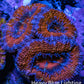 Ultra Acan Coral - Micromussa Lordhowensis - Acan Frag WYSIWYG C1R3B1 Ultra Acan Coral - Micromussa Lordhowensis - Acan Frag WYSIWYG C1R3B1 LPS Coral Ultra Acan Coral - Micromussa Lordhowensis - Acan Frag WYSIWYG C1R3B1 Zeo Box Reef