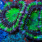 Ultra Acan Coral - Micromussa Lordhowensis - Acan Frag WYSIWYG C1R3B1 Ultra Acan Coral - Micromussa Lordhowensis - Acan Frag WYSIWYG C1R3B1 LPS Coral Ultra Acan Coral - Micromussa Lordhowensis - Acan Frag WYSIWYG C1R3B1 Zeo Box Reef