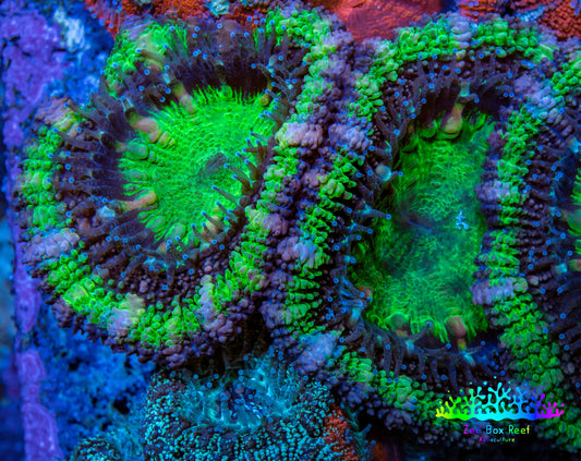 Ultra Acan Coral - Micromussa Lordhowensis - Acan Frag WYSIWYG C1R3B1 Ultra Acan Coral - Micromussa Lordhowensis - Acan Frag WYSIWYG C1R3B1 LPS Coral Ultra Acan Coral - Micromussa Lordhowensis - Acan Frag WYSIWYG C1R3B1 Zeo Box Reef