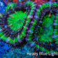 Ultra Acan Coral - Micromussa Lordhowensis - Acan Frag WYSIWYG C1R3B1 Ultra Acan Coral - Micromussa Lordhowensis - Acan Frag WYSIWYG C1R3B1 LPS Coral Ultra Acan Coral - Micromussa Lordhowensis - Acan Frag WYSIWYG C1R3B1 Zeo Box Reef