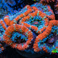 Ultra Acan Coral - Micromussa Lordhowensis - Acan Frag WYSIWYG C1R3B1 Ultra Acan Coral - Micromussa Lordhowensis - Acan Frag WYSIWYG C1R3B1 LPS Coral Ultra Acan Coral - Micromussa Lordhowensis - Acan Frag WYSIWYG C1R3B1 Zeo Box Reef