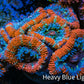 Ultra Acan Coral - Micromussa Lordhowensis - Acan Frag WYSIWYG C1R3B1 Ultra Acan Coral - Micromussa Lordhowensis - Acan Frag WYSIWYG C1R3B1 LPS Coral Ultra Acan Coral - Micromussa Lordhowensis - Acan Frag WYSIWYG C1R3B1 Zeo Box Reef