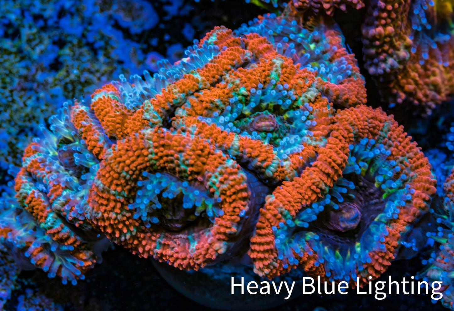 Ultra Acan Coral - Micromussa Lordhowensis - Acan Frag WYSIWYG C1R3B1 Ultra Acan Coral - Micromussa Lordhowensis - Acan Frag WYSIWYG C1R3B1 LPS Coral Ultra Acan Coral - Micromussa Lordhowensis - Acan Frag WYSIWYG C1R3B1 Zeo Box Reef