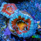 Ultra Acan Coral - Micromussa Lordhowensis - Acan Frag WYSIWYG C1R3B1 Ultra Acan Coral - Micromussa Lordhowensis - Acan Frag WYSIWYG C1R3B1 LPS Coral Ultra Acan Coral - Micromussa Lordhowensis - Acan Frag WYSIWYG C1R3B1 Zeo Box Reef