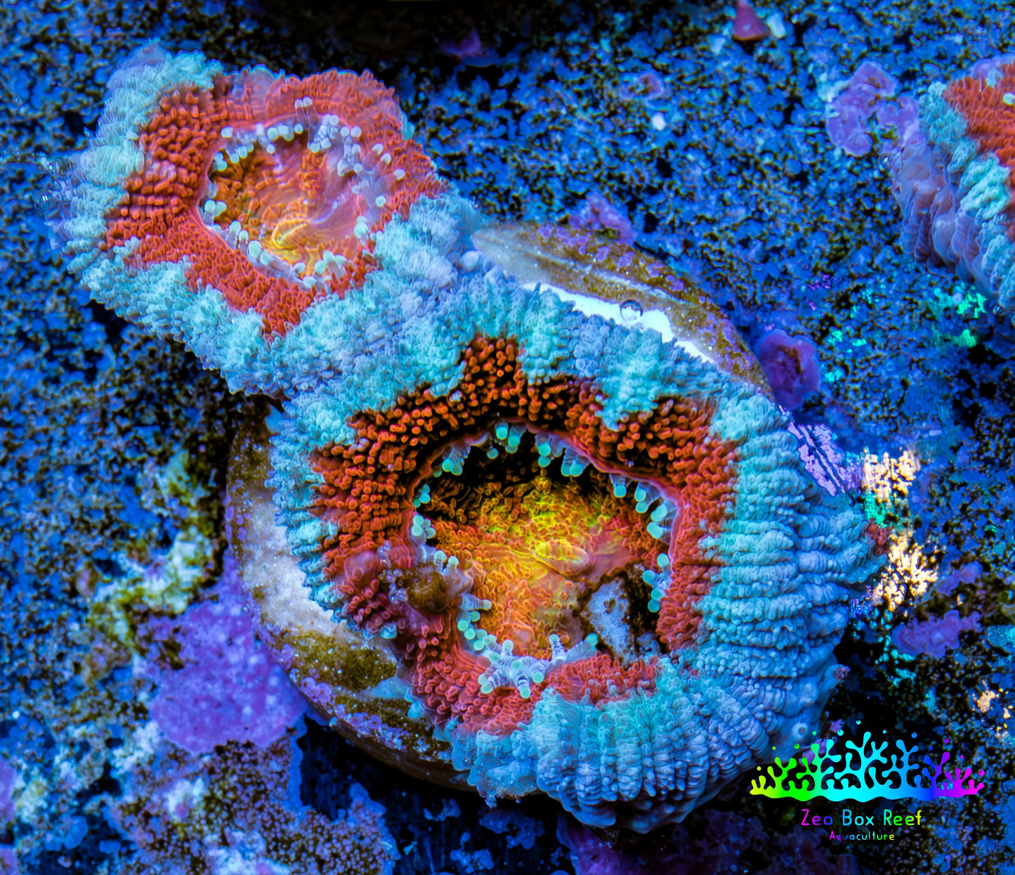 Ultra Acan Coral - Micromussa Lordhowensis - Acan Frag WYSIWYG C1R3B1 Ultra Acan Coral - Micromussa Lordhowensis - Acan Frag WYSIWYG C1R3B1 LPS Coral Ultra Acan Coral - Micromussa Lordhowensis - Acan Frag WYSIWYG C1R3B1 Zeo Box Reef