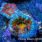 Ultra Acan Coral - Micromussa Lordhowensis - Acan Frag WYSIWYG C1R3B1 Ultra Acan Coral - Micromussa Lordhowensis - Acan Frag WYSIWYG C1R3B1 LPS Coral Ultra Acan Coral - Micromussa Lordhowensis - Acan Frag WYSIWYG C1R3B1 Zeo Box Reef