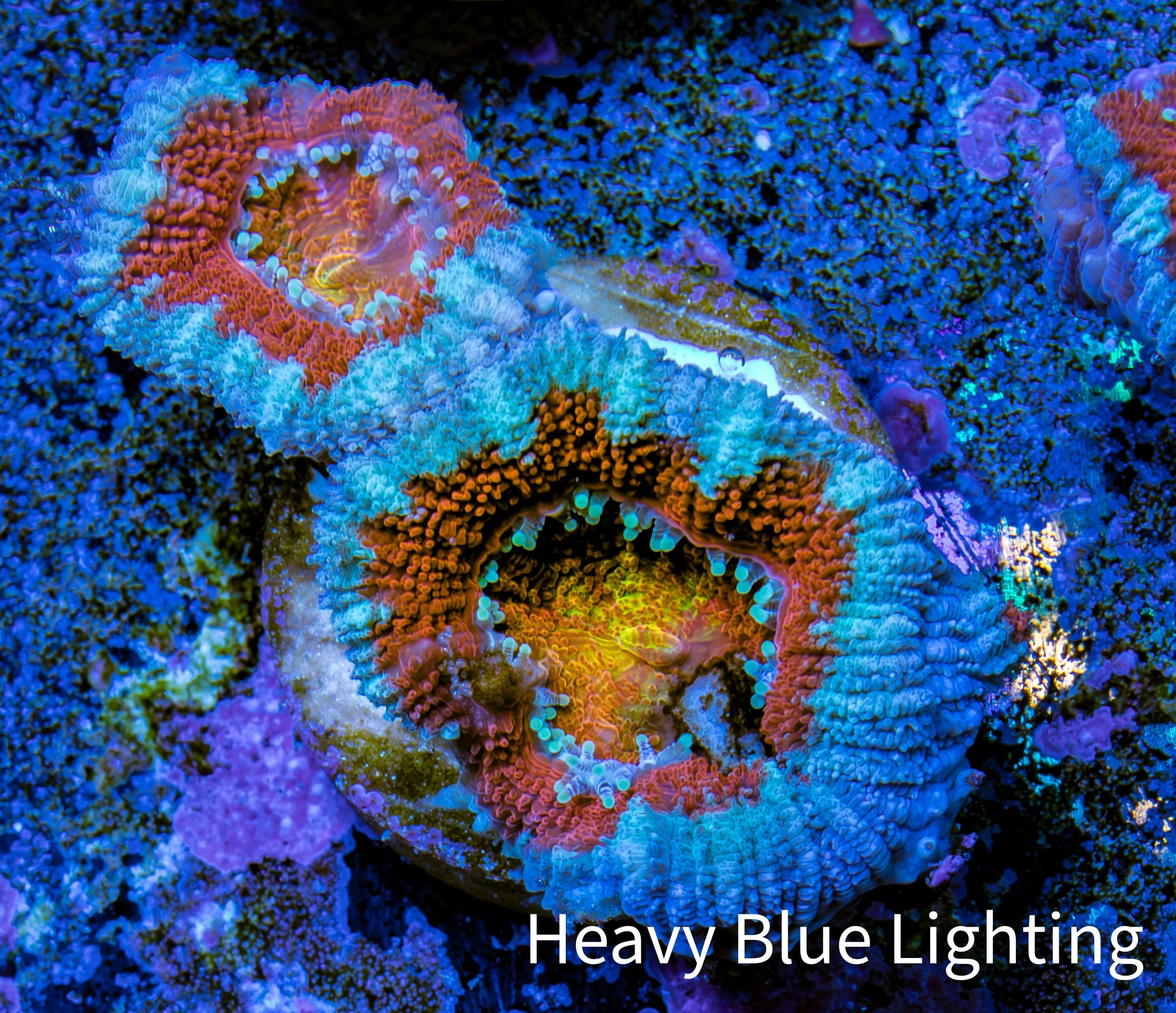 Ultra Acan Coral - Micromussa Lordhowensis - Acan Frag WYSIWYG C1R3B1 Ultra Acan Coral - Micromussa Lordhowensis - Acan Frag WYSIWYG C1R3B1 LPS Coral Ultra Acan Coral - Micromussa Lordhowensis - Acan Frag WYSIWYG C1R3B1 Zeo Box Reef