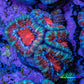 Ultra Acan Coral - Micromussa Lordhowensis - Acan Frag WYSIWYG C2R2B1 Ultra Acan Coral - Micromussa Lordhowensis - Acan Frag WYSIWYG C2R2B1 LPS Coral Ultra Acan Coral - Micromussa Lordhowensis - Acan Frag WYSIWYG C2R2B1 Zeo Box Reef