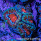 Ultra Acan Coral - Micromussa Lordhowensis - Acan Frag WYSIWYG C2R2B1 Ultra Acan Coral - Micromussa Lordhowensis - Acan Frag WYSIWYG C2R2B1 LPS Coral Ultra Acan Coral - Micromussa Lordhowensis - Acan Frag WYSIWYG C2R2B1 Zeo Box Reef