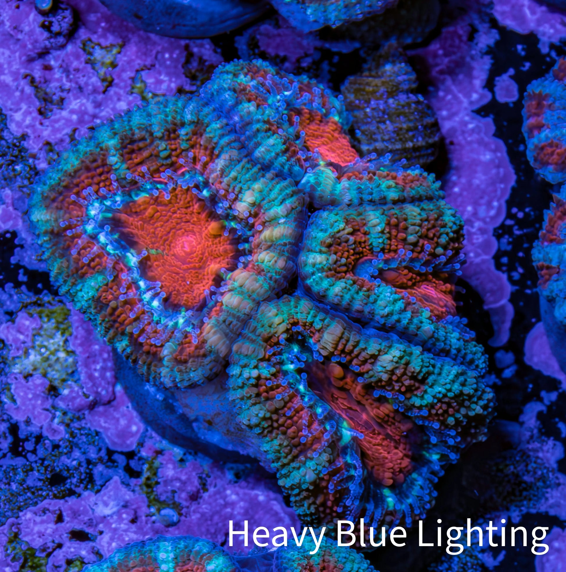Ultra Acan Coral - Micromussa Lordhowensis - Acan Frag WYSIWYG C2R2B1 Ultra Acan Coral - Micromussa Lordhowensis - Acan Frag WYSIWYG C2R2B1 LPS Coral Ultra Acan Coral - Micromussa Lordhowensis - Acan Frag WYSIWYG C2R2B1 Zeo Box Reef
