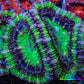 Ultra Acan Coral - Micromussa Lordhowensis - Acan Frag WYSIWYG C2R3B1 Ultra Acan Coral - Micromussa Lordhowensis - Acan Frag WYSIWYG C2R3B1 LPS Coral Ultra Acan Coral - Micromussa Lordhowensis - Acan Frag WYSIWYG C2R3B1 Zeo Box Reef