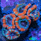 Ultra Acan Coral - Micromussa Lordhowensis - Acan Frag WYSIWYG C2R3B1 Ultra Acan Coral - Micromussa Lordhowensis - Acan Frag WYSIWYG C2R3B1 LPS Coral Ultra Acan Coral - Micromussa Lordhowensis - Acan Frag WYSIWYG C2R3B1 Zeo Box Reef