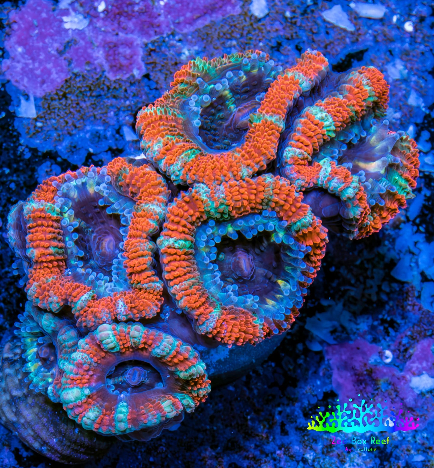 Ultra Acan Coral - Micromussa Lordhowensis - Acan Frag WYSIWYG C2R3B1 Ultra Acan Coral - Micromussa Lordhowensis - Acan Frag WYSIWYG C2R3B1 LPS Coral Ultra Acan Coral - Micromussa Lordhowensis - Acan Frag WYSIWYG C2R3B1 Zeo Box Reef