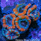 Ultra Acan Coral - Micromussa Lordhowensis - Acan Frag WYSIWYG C2R3B1 Ultra Acan Coral - Micromussa Lordhowensis - Acan Frag WYSIWYG C2R3B1 LPS Coral Ultra Acan Coral - Micromussa Lordhowensis - Acan Frag WYSIWYG C2R3B1 Zeo Box Reef