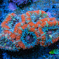 Ultra Acan Coral - Micromussa Lordhowensis - Acan Frag WYSIWYG C2R3B1 Ultra Acan Coral - Micromussa Lordhowensis - Acan Frag WYSIWYG C2R3B1 LPS Coral Ultra Acan Coral - Micromussa Lordhowensis - Acan Frag WYSIWYG C2R3B1 Zeo Box Reef