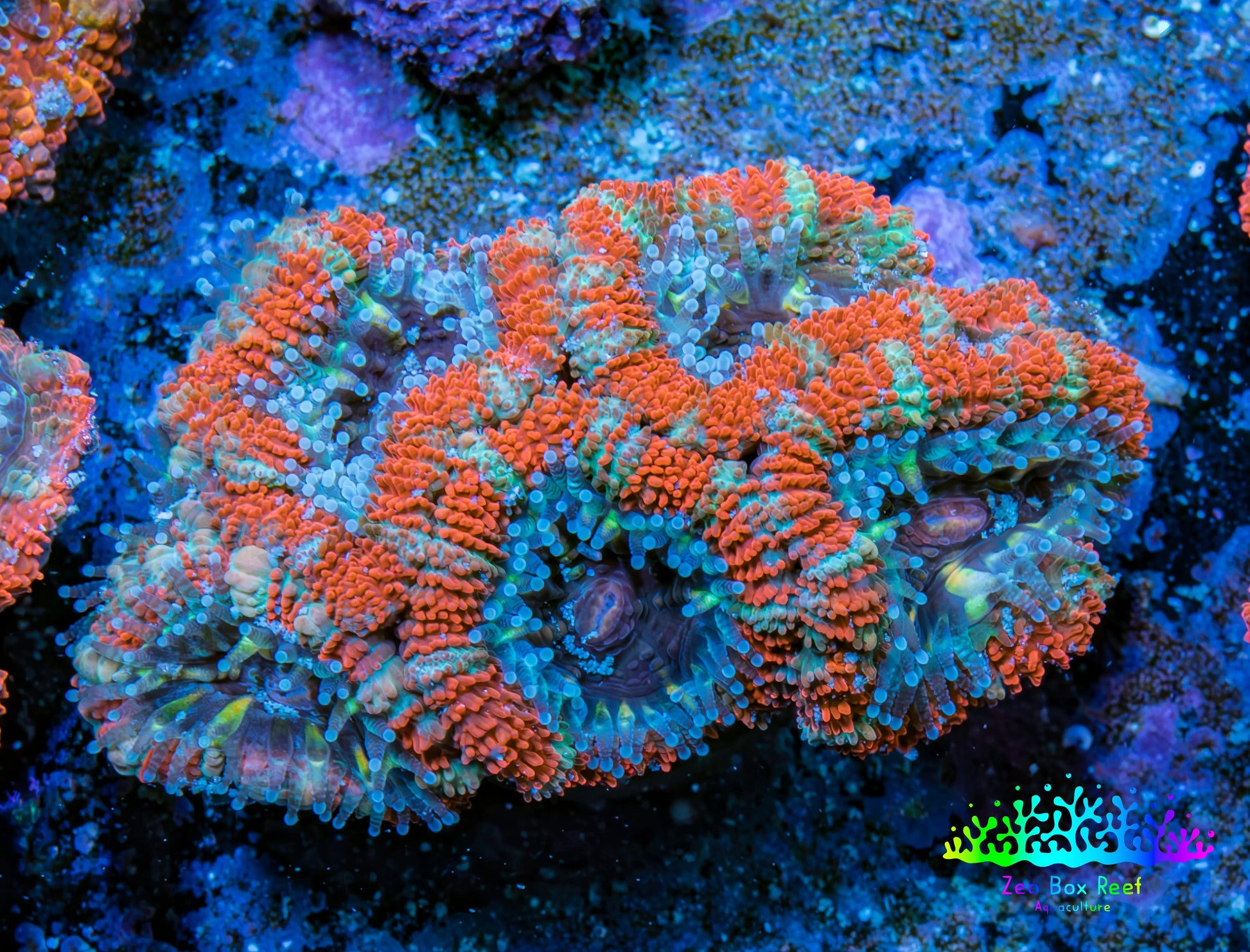 Ultra Acan Coral - Micromussa Lordhowensis - Acan Frag WYSIWYG C2R3B1 Ultra Acan Coral - Micromussa Lordhowensis - Acan Frag WYSIWYG C2R3B1 LPS Coral Ultra Acan Coral - Micromussa Lordhowensis - Acan Frag WYSIWYG C2R3B1 Zeo Box Reef