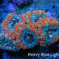 Ultra Acan Coral - Micromussa Lordhowensis - Acan Frag WYSIWYG C2R3B1 Ultra Acan Coral - Micromussa Lordhowensis - Acan Frag WYSIWYG C2R3B1 LPS Coral Ultra Acan Coral - Micromussa Lordhowensis - Acan Frag WYSIWYG C2R3B1 Zeo Box Reef